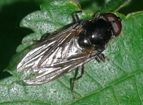 Syrphidae : Cheilosia sp. 2?